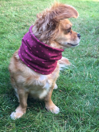 Loop für den Hund